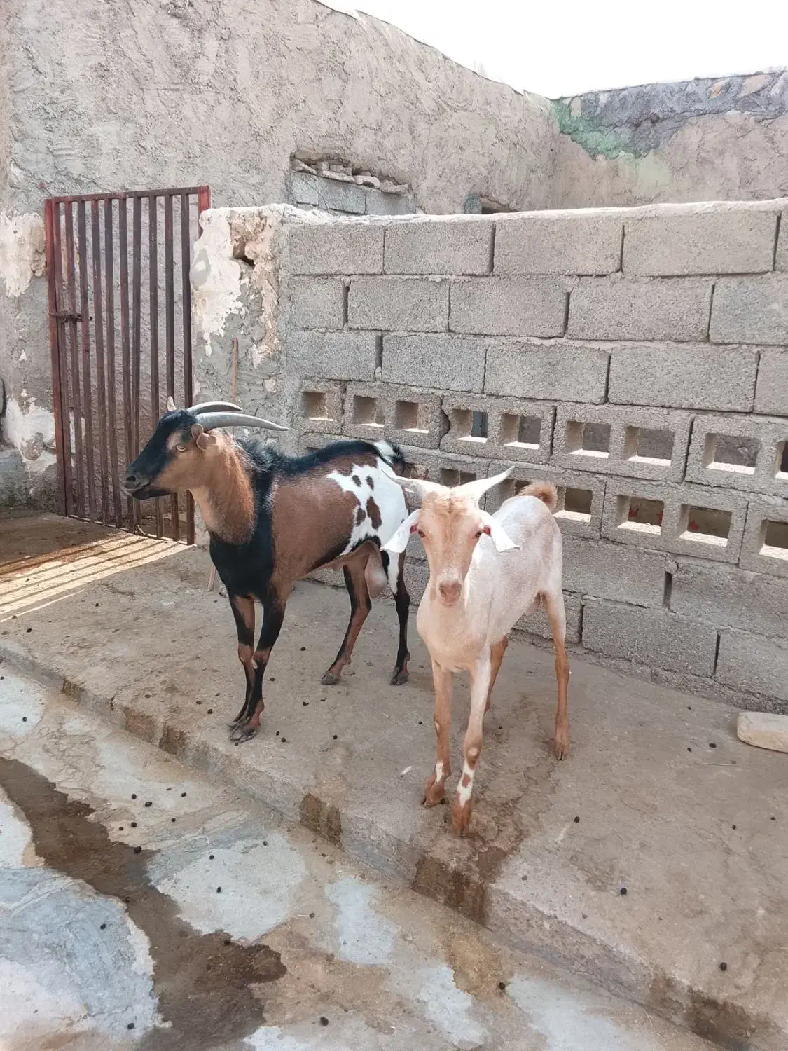 کهر وبز|حیوانات مزرعه|رویدر, |دیوار