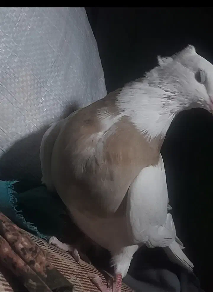 طوق زرد|پرنده|لردگان, |دیوار