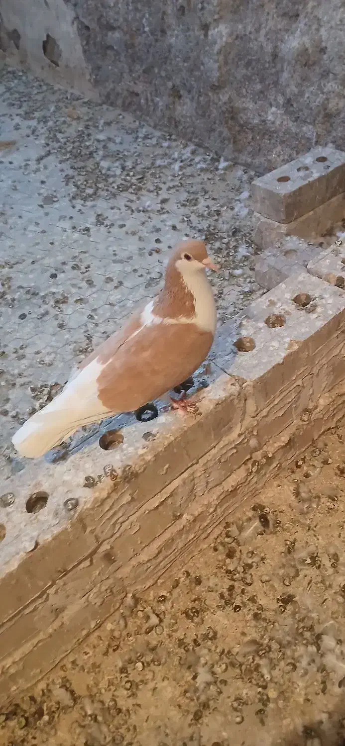 ساده ماده|پرنده|تایباد, |دیوار