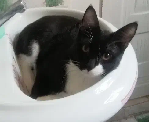 گربه تاکسیدو|گربه|سبزوار, هویزه|دیوار