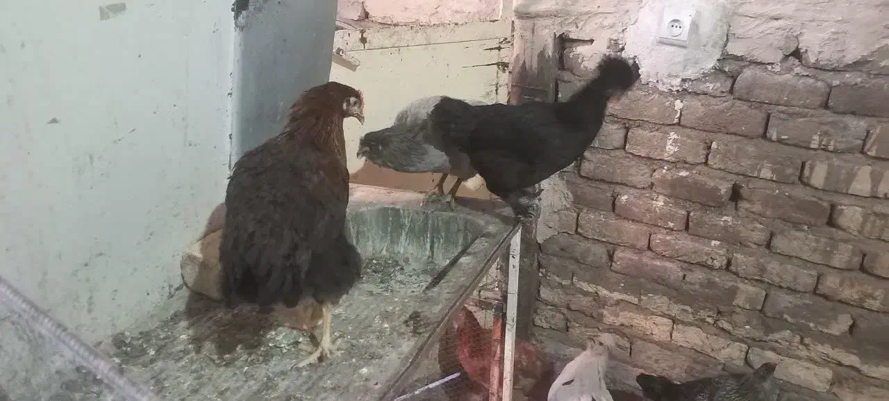 مرغ سیاه رسمی تازه تخم گلپایگانی|حیوانات مزرعه|قم, نخودی|دیوار