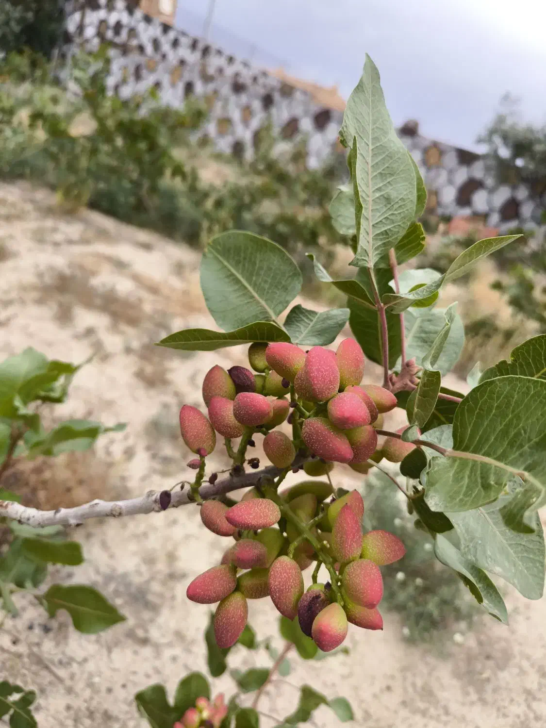 باغ پسته|خدمات باغبانی و درختکاری|گلپایگان, |دیوار