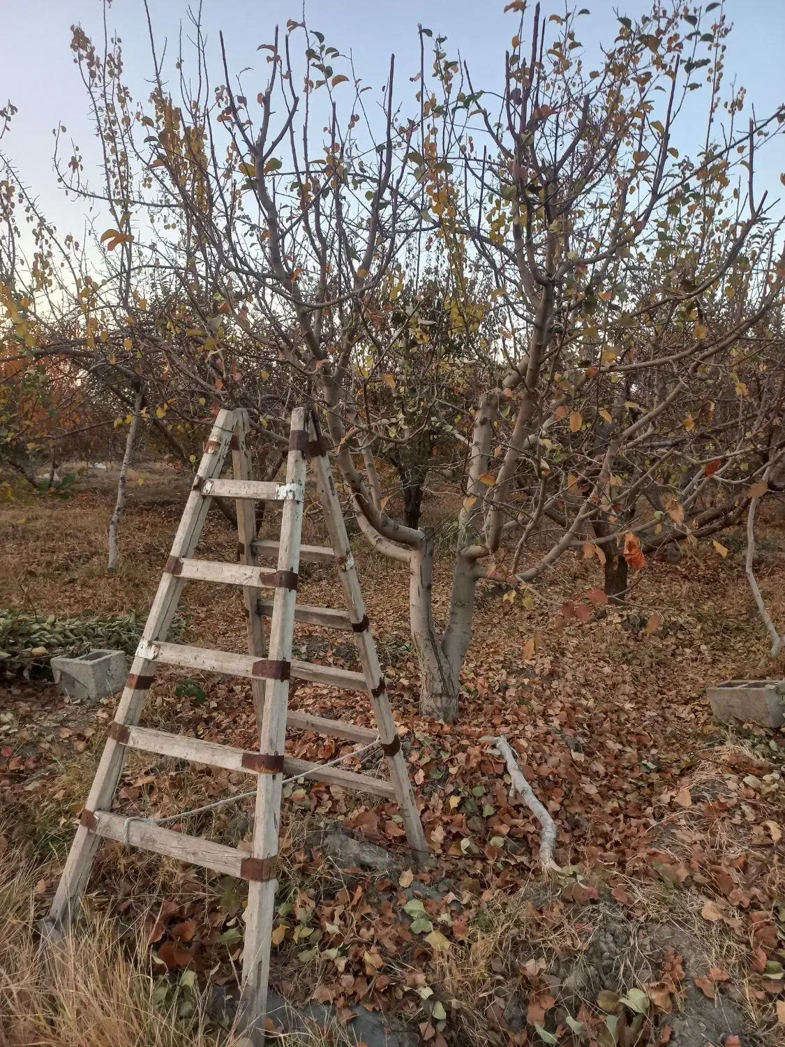 هرس|خدمات باغبانی و درختکاری|ارومیه, |دیوار