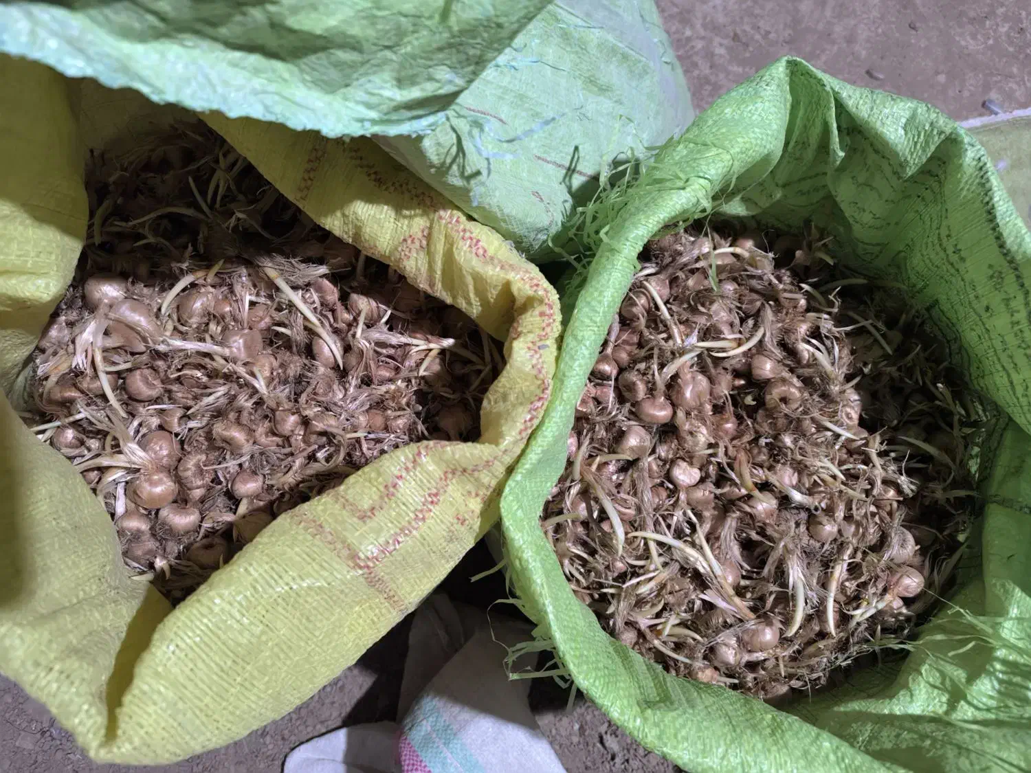 پیاز زعفران پاک شده فروشی|گل و گیاه طبیعی|سده (خراسان جنوبی), |دیوار