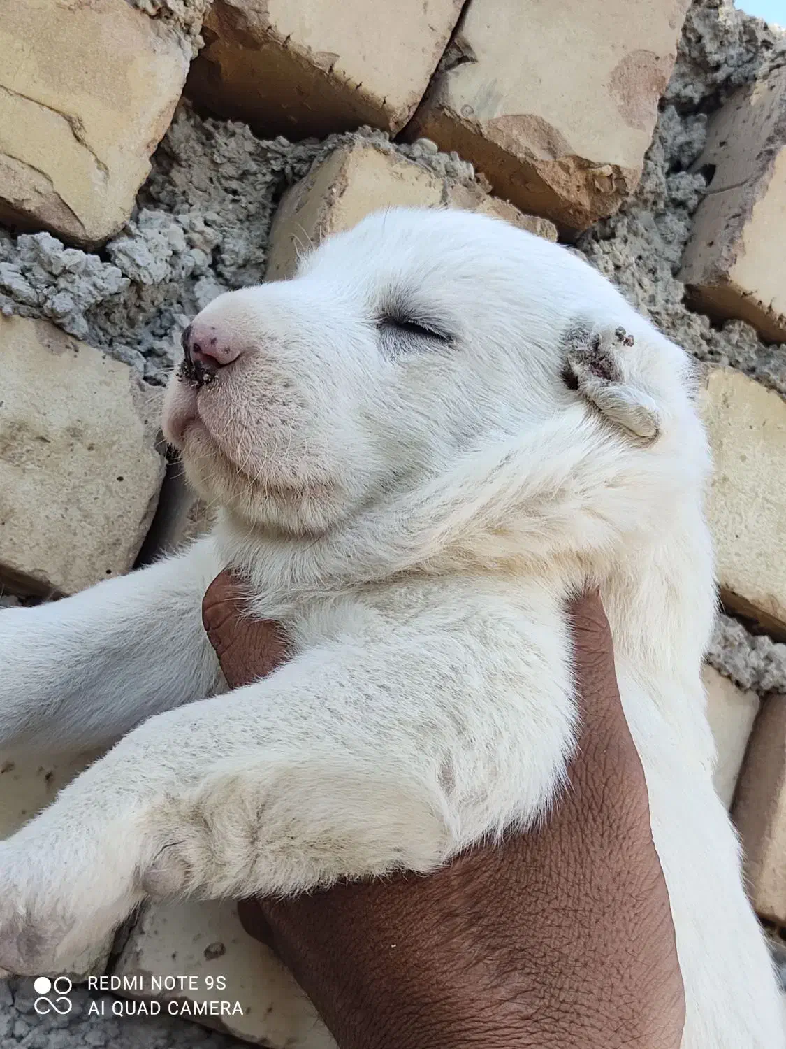 سگ تو.له ماده دوتا|سگ|نیشابور, دارایی|دیوار