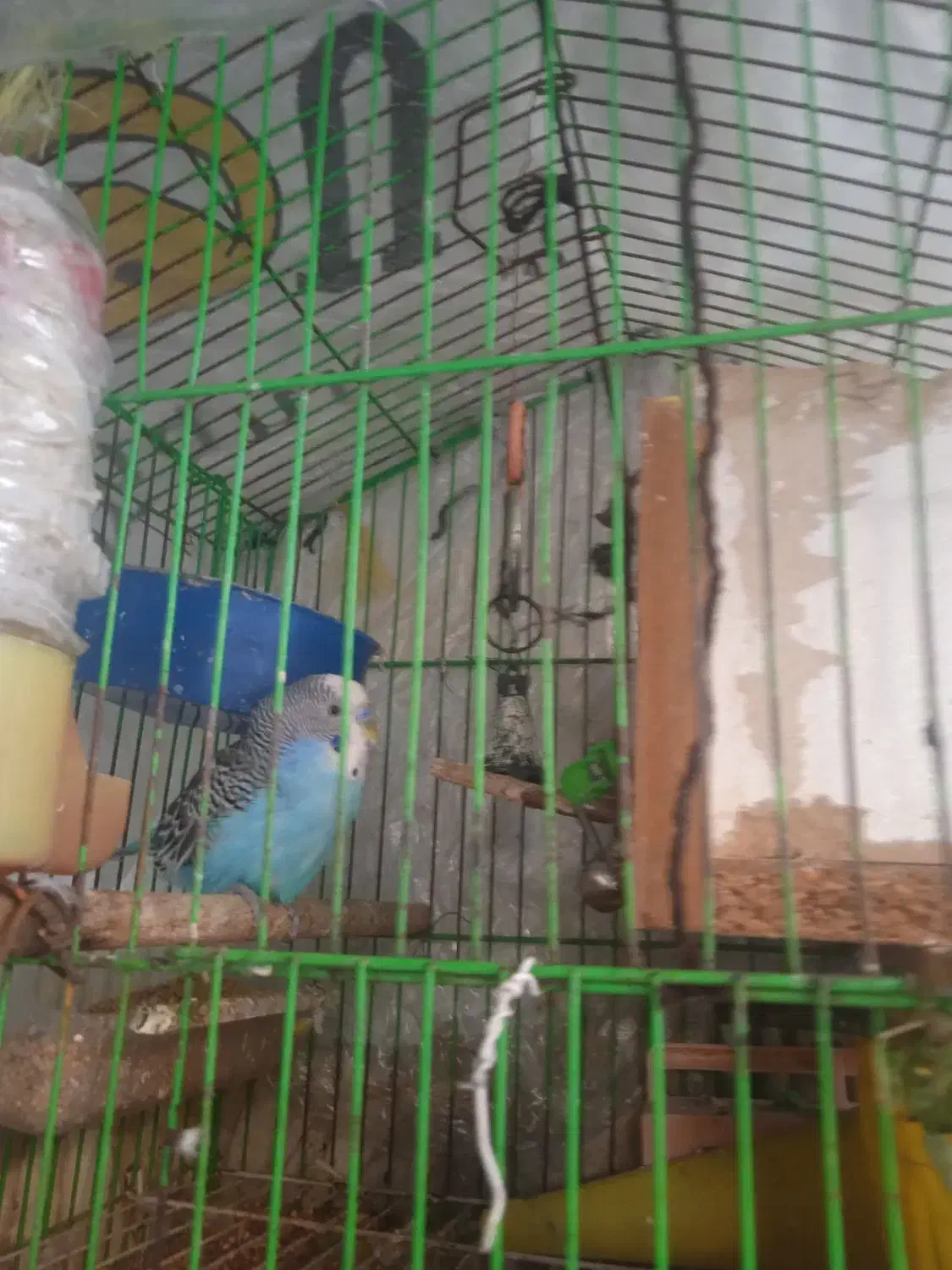 مرغ عشق برزیلی اسپانکل|پرنده|بابل, |دیوار