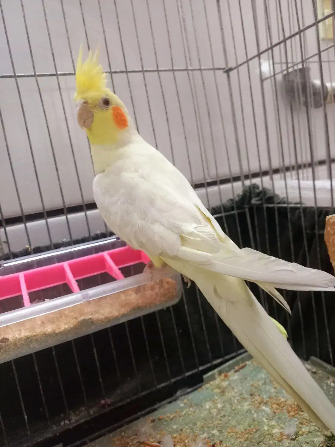 عروس.هلندی.لوتینو.ماده.بالغ|پرنده|طبس, |دیوار