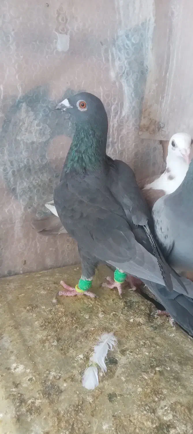 طوقی و...|پرنده|طبس, |دیوار