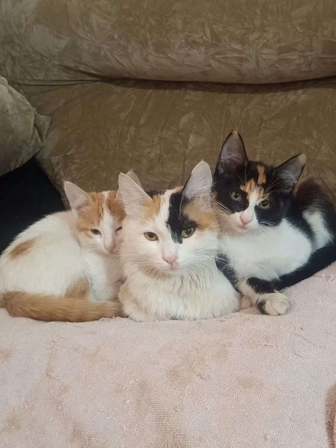 بچه گربه|گربه|مشهد, دوست آباد|دیوار