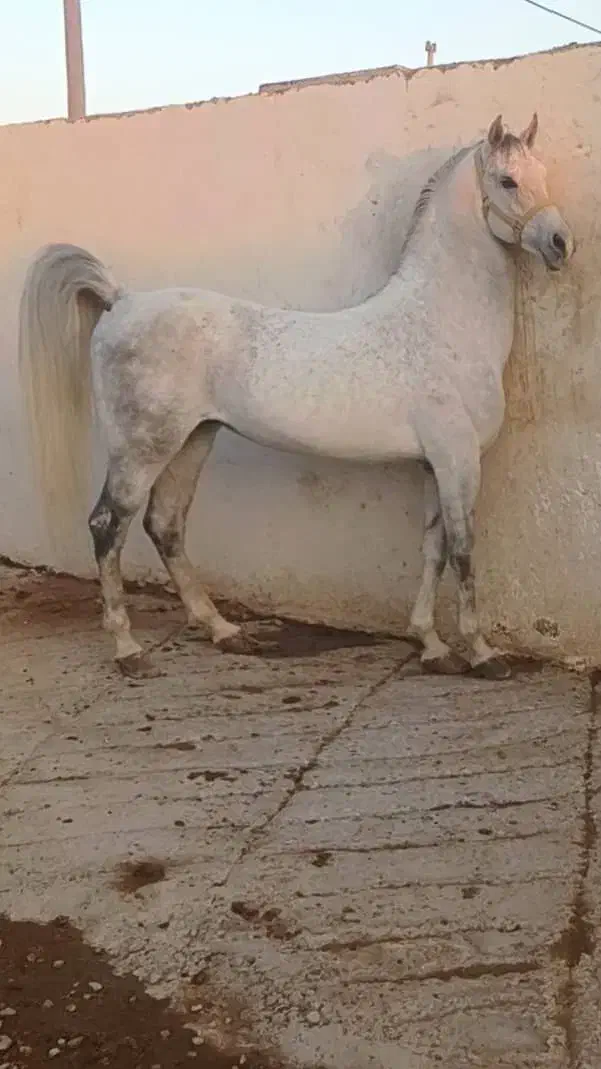 خرید و فروش اسب|اسب و تجهیزات اسب‌سواری|شهریار, اسکمان|دیوار