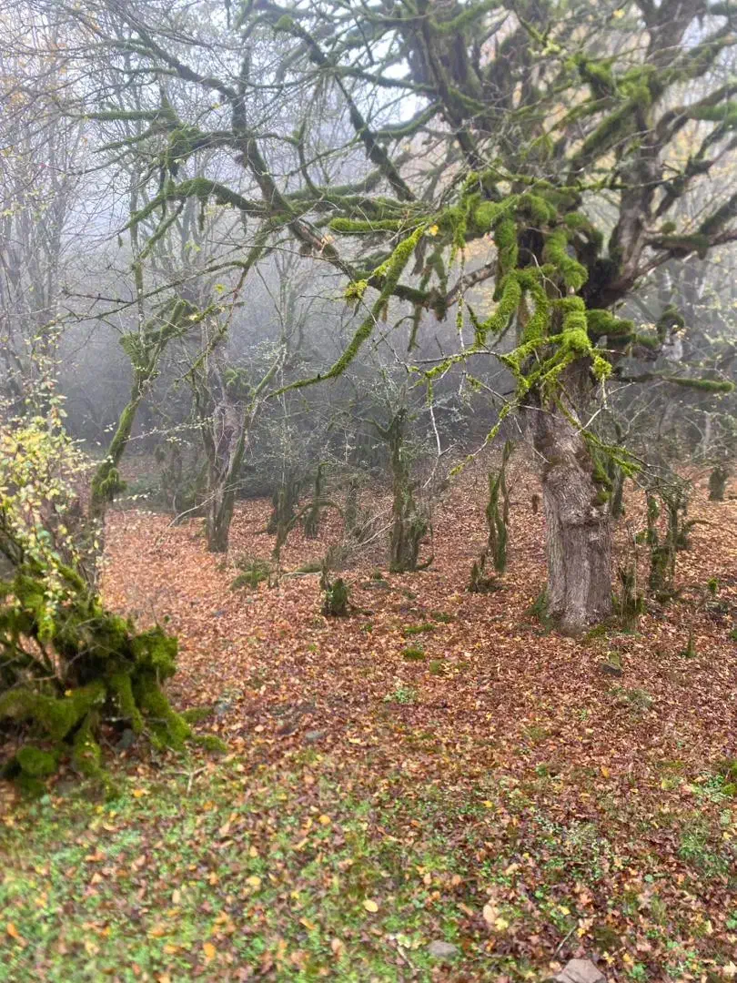 زمین مسکونی سند تک برگ خوسف|فروش زمین و ملک کلنگی|خوسف, |دیوار