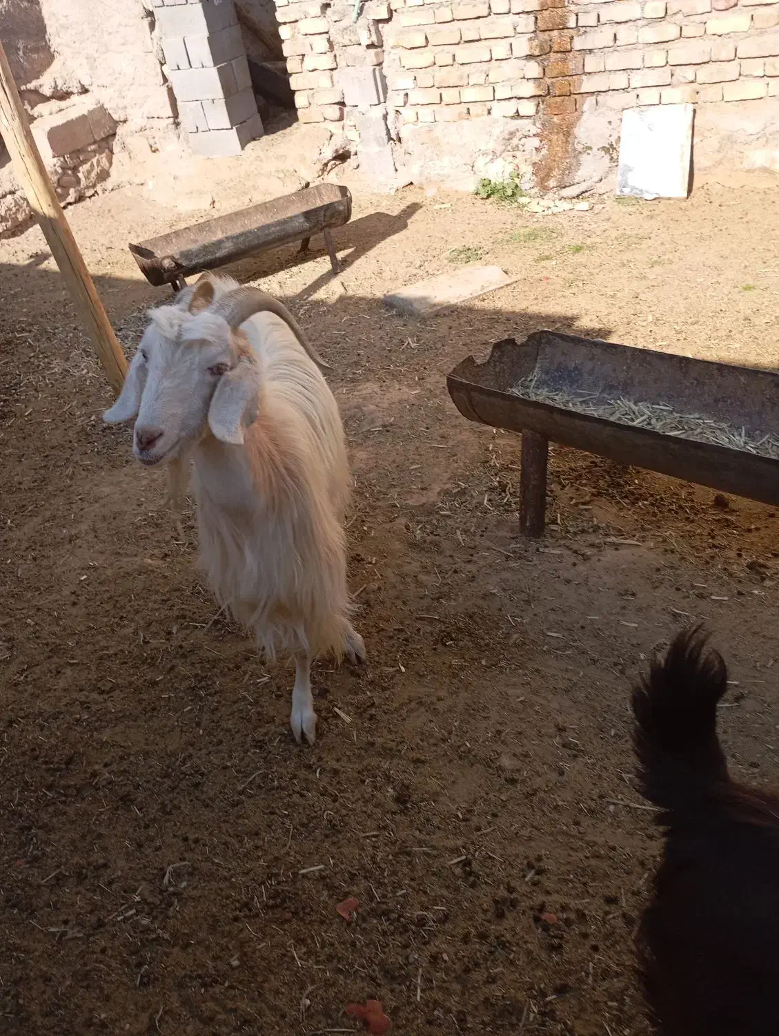 بز چاق|حیوانات مزرعه|فسارود, |دیوار