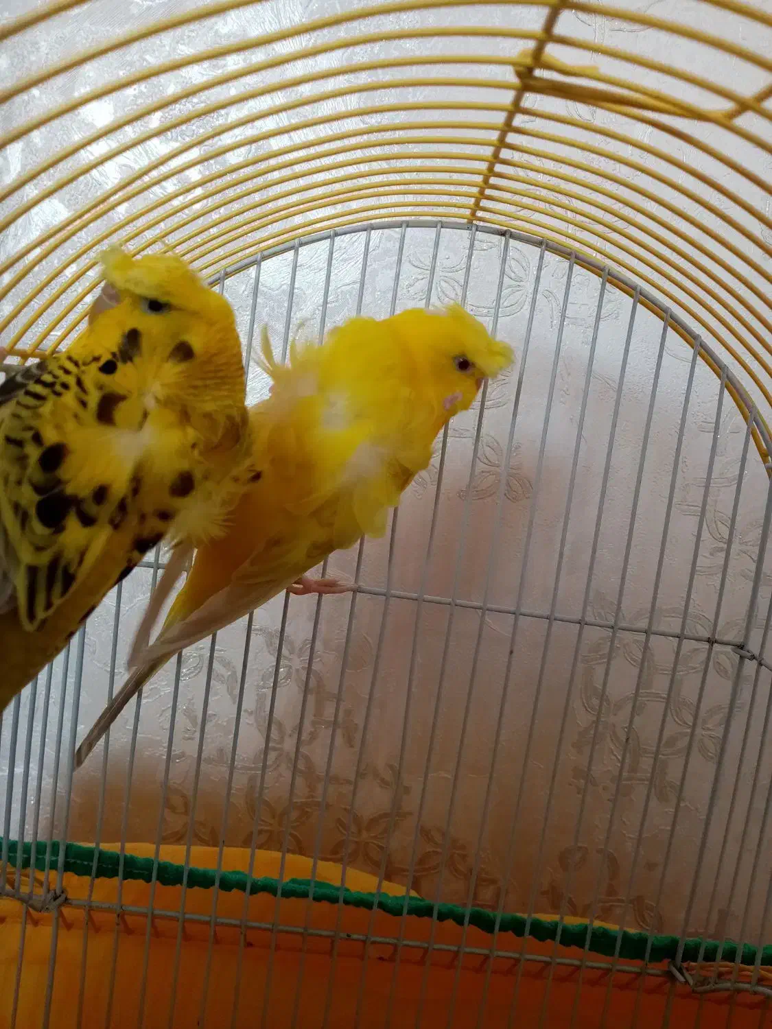 مرغ عشق پروانه هلندی|پرنده|سهند, |دیوار