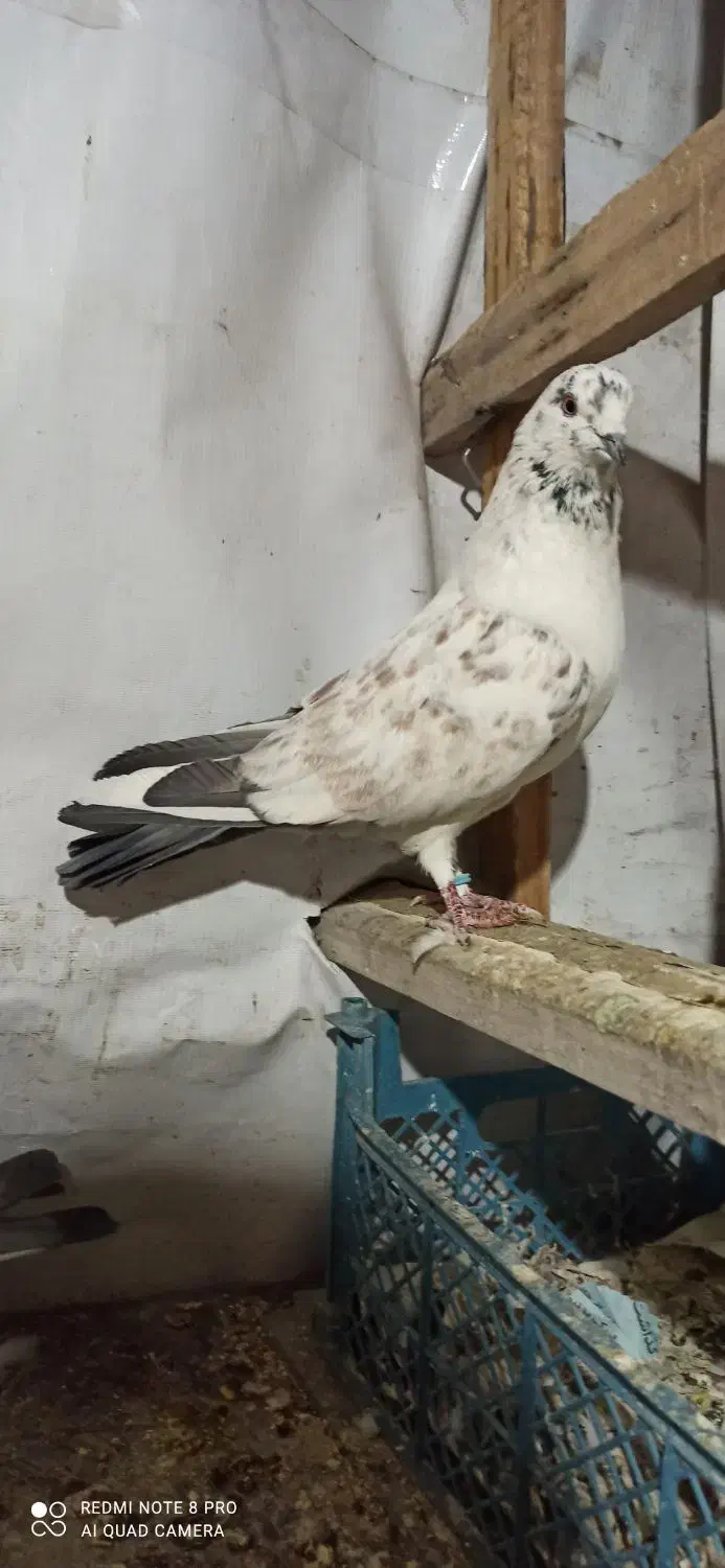 کبوتر تهرانی نر پرشی|پرنده|تهران, فاطمی|دیوار