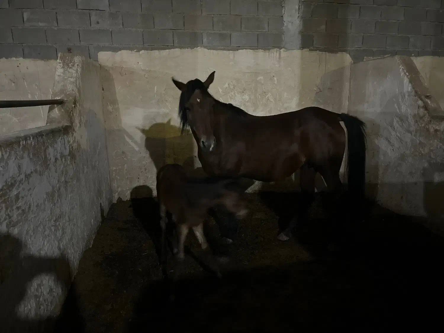 اسب|اسب و تجهیزات اسب‌سواری|اهواز, زردشت|دیوار