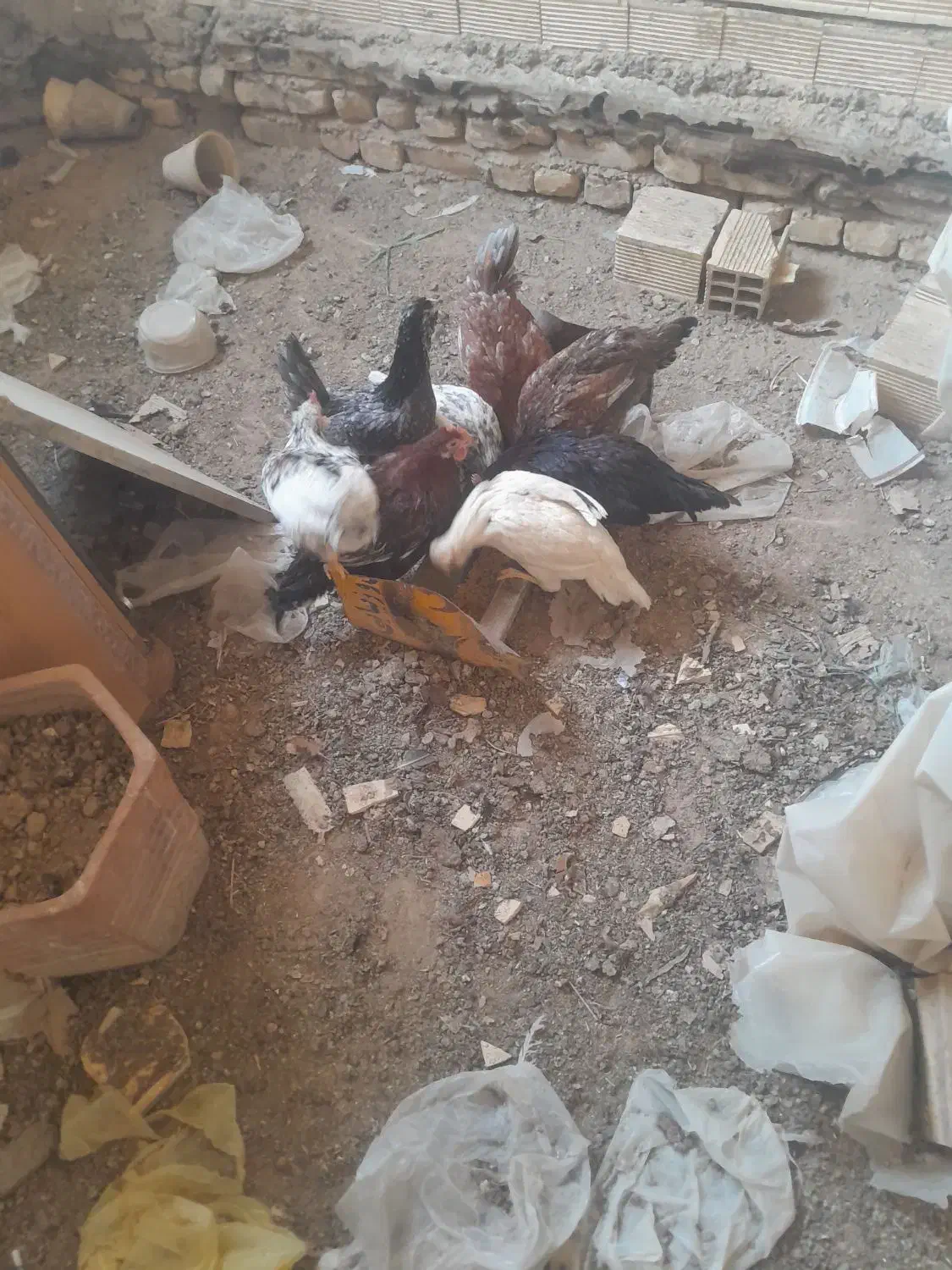 هشت عدد توتک گلین اصل|پرنده|خمینی‌شهر, |دیوار