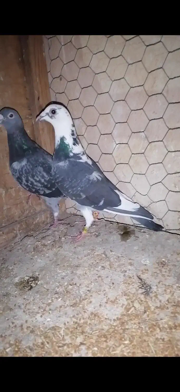 ابلغ ماده برای این نر|پرنده|داراب, |دیوار