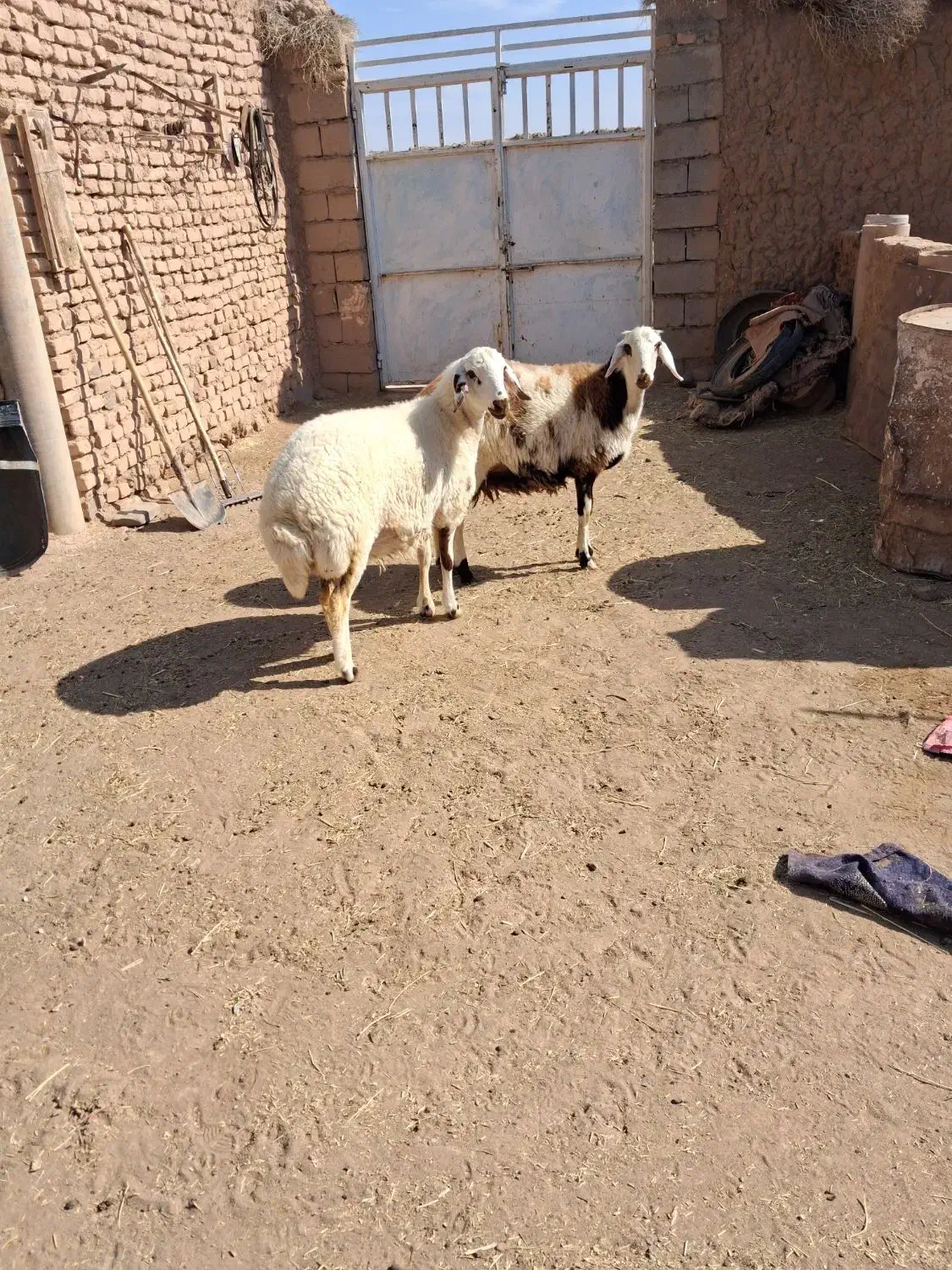 دوتا بره ماده جنس دار خشکل|حیوانات مزرعه|تربت‌حیدریه, چهارراه خواف|دیوار