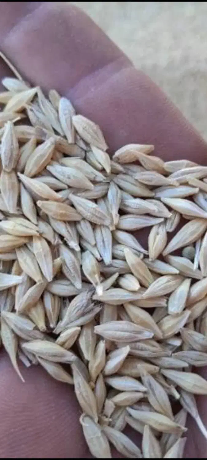 جو محلی|عمده‌فروشی|اهر, |دیوار