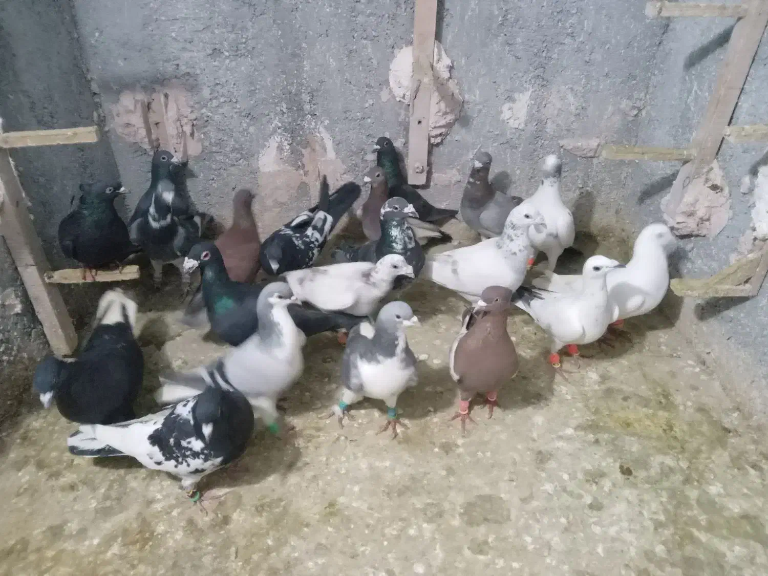 کبوترپرشی|پرنده|اسفراین, |دیوار