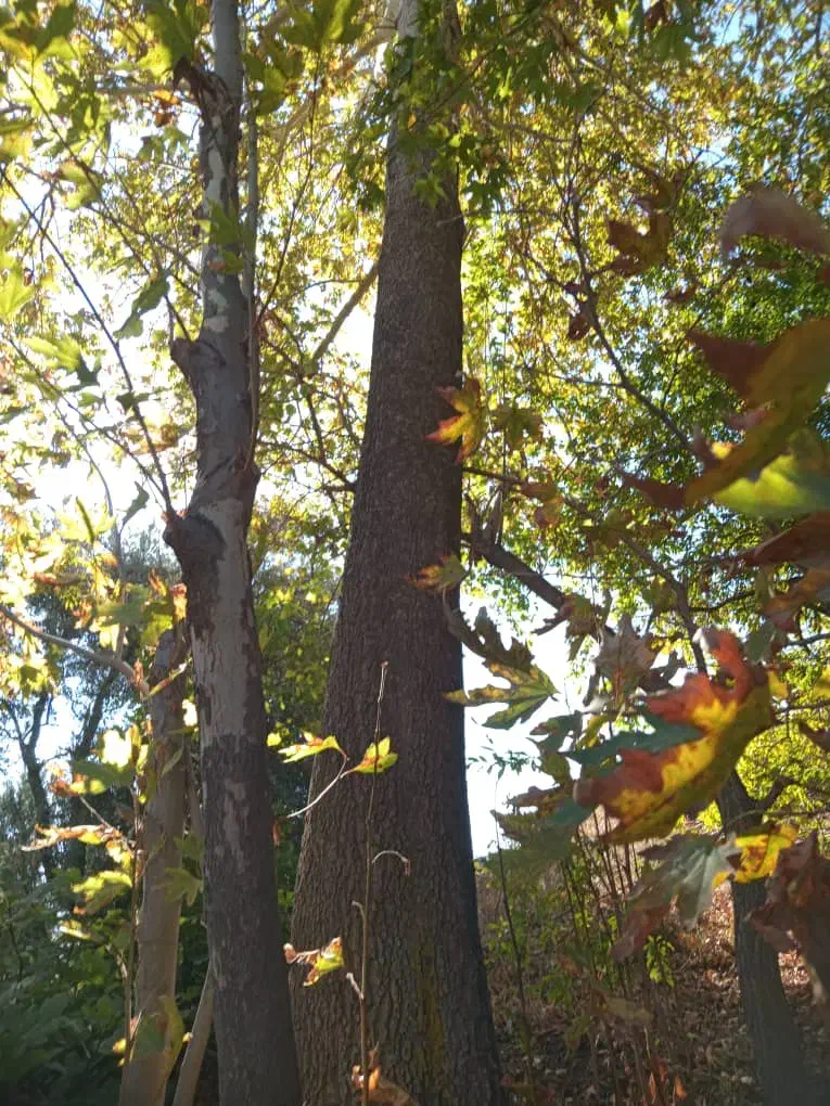 فروش چوب چنار|خدمات باغبانی و درختکاری|گیلوان, |دیوار