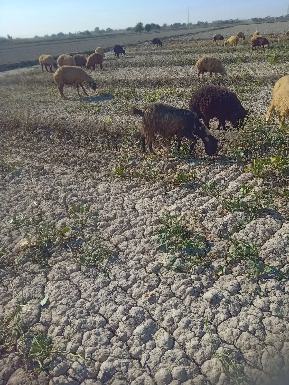 ۵عدد بز نر ۴عددبز ماده|حیوانات مزرعه|باوی, |دیوار