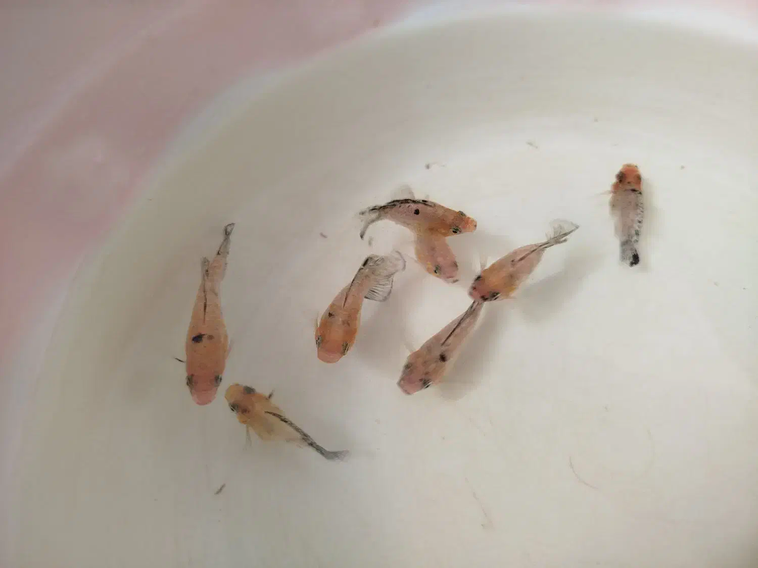 ماهی مولی بالن|ماهی|قم, شهرک مهدیه|دیوار