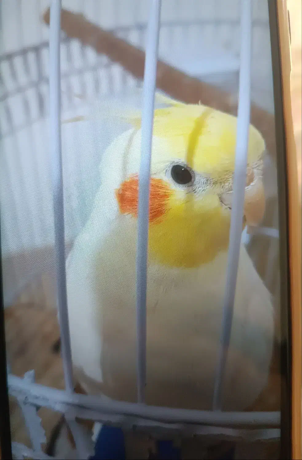 عروس هلندی|حیوانات|آبیک, |دیوار