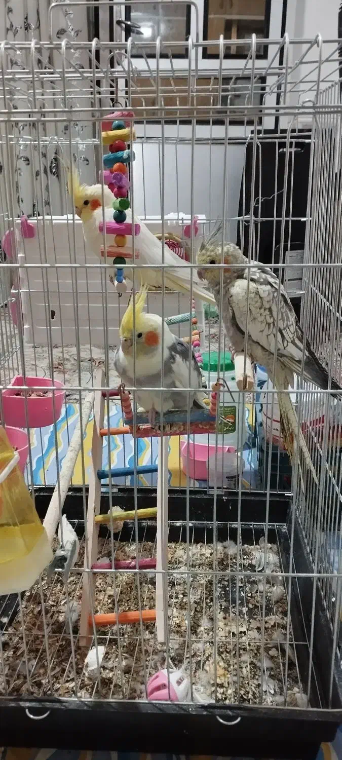 یک جفت عروس هلندی با جوجه خاطر جمع|پرنده|لالجین, |دیوار