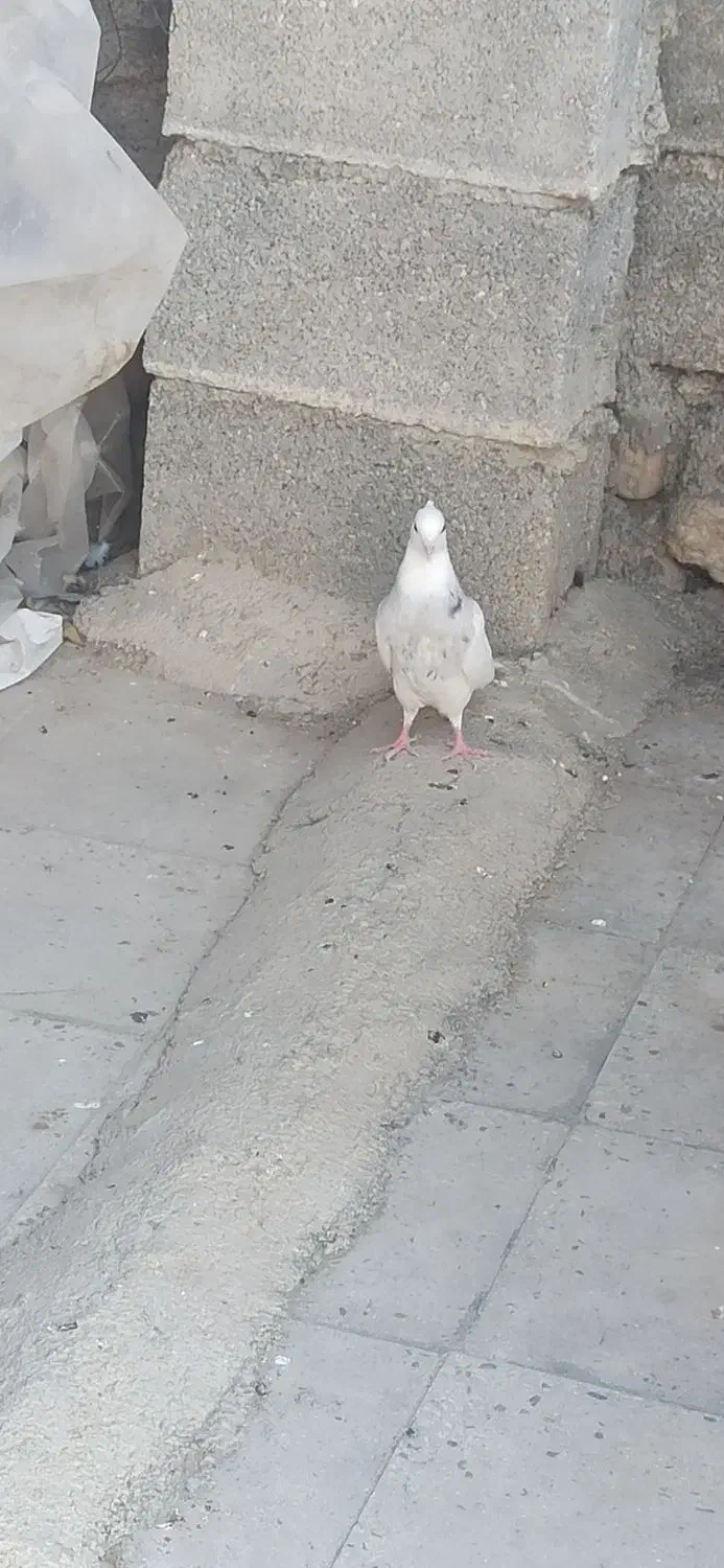 کفتر|پرنده|نورآباد ممسنی, |دیوار