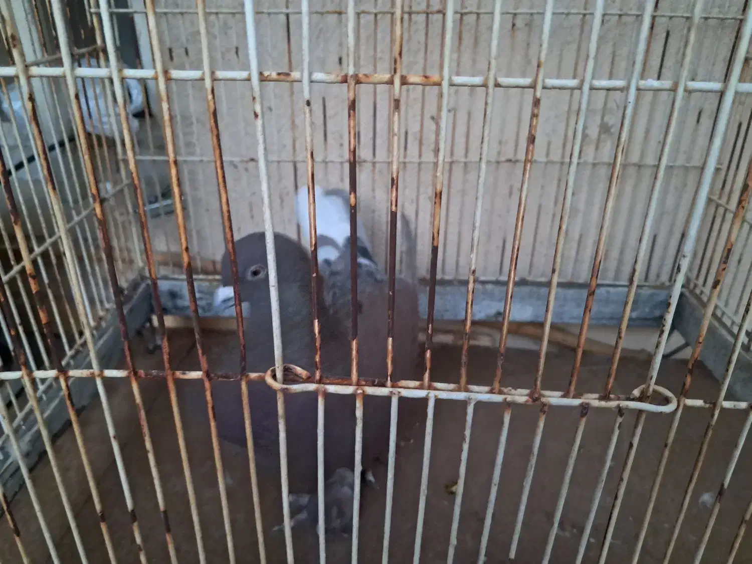 کبوتر|پرنده|شیراز, سایت اداری|دیوار