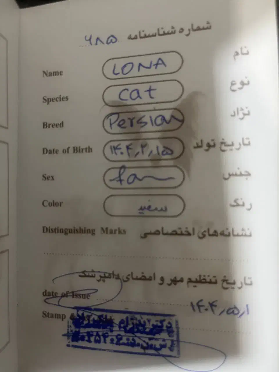 گربه پرشین|گربه|سراوان, |دیوار