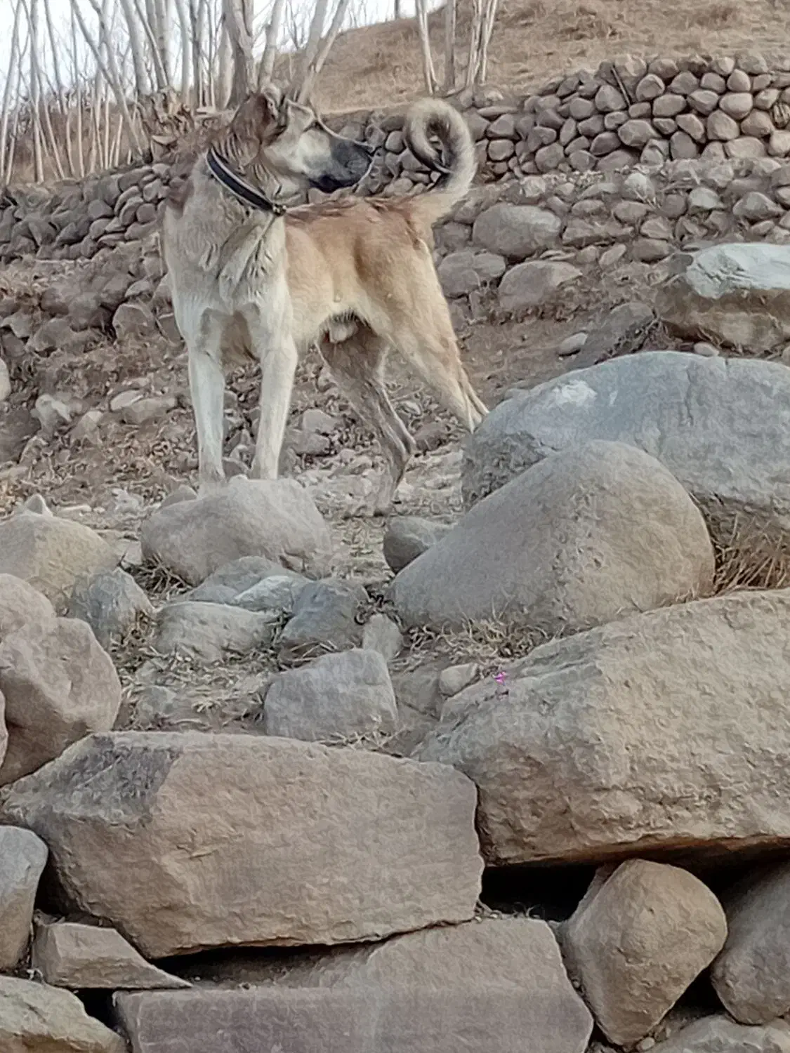 سگ‌‌سرابی|سگ|اسکو, |دیوار