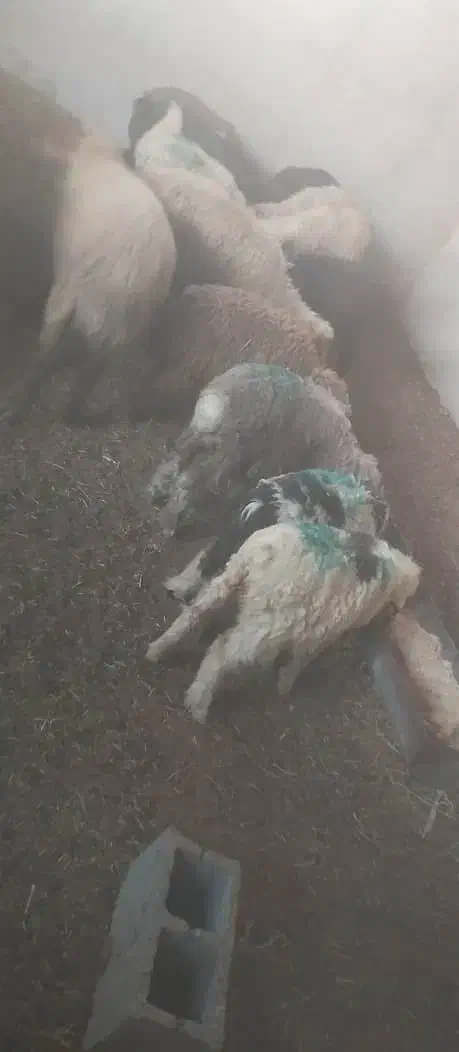 سه راس میش وسه جفت بره|حیوانات مزرعه|شیراز, زند|دیوار