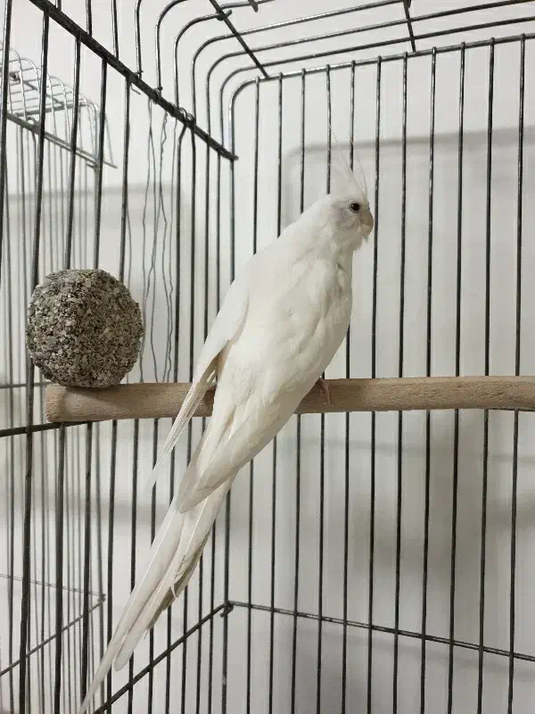 عروس آلبینو ماده آماده|پرنده|یزد, |دیوار