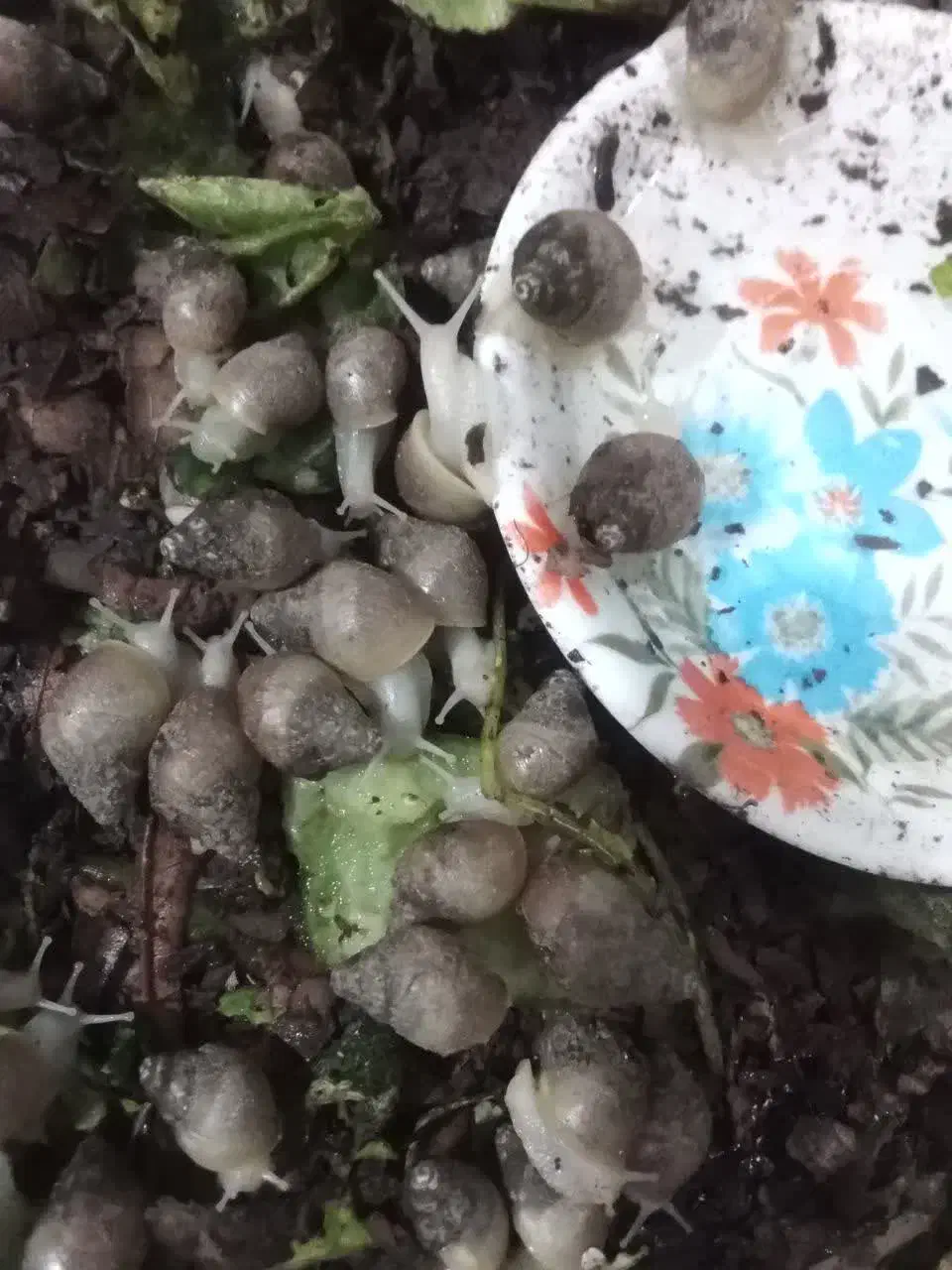 حلزون خانگی|خزنده|نیشابور, خیام|دیوار