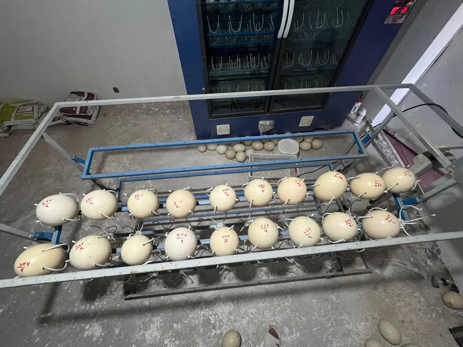 تخم شترمرغ (نطفه دار)|حیوانات مزرعه|مشهد, شهید احمدی روشن|دیوار