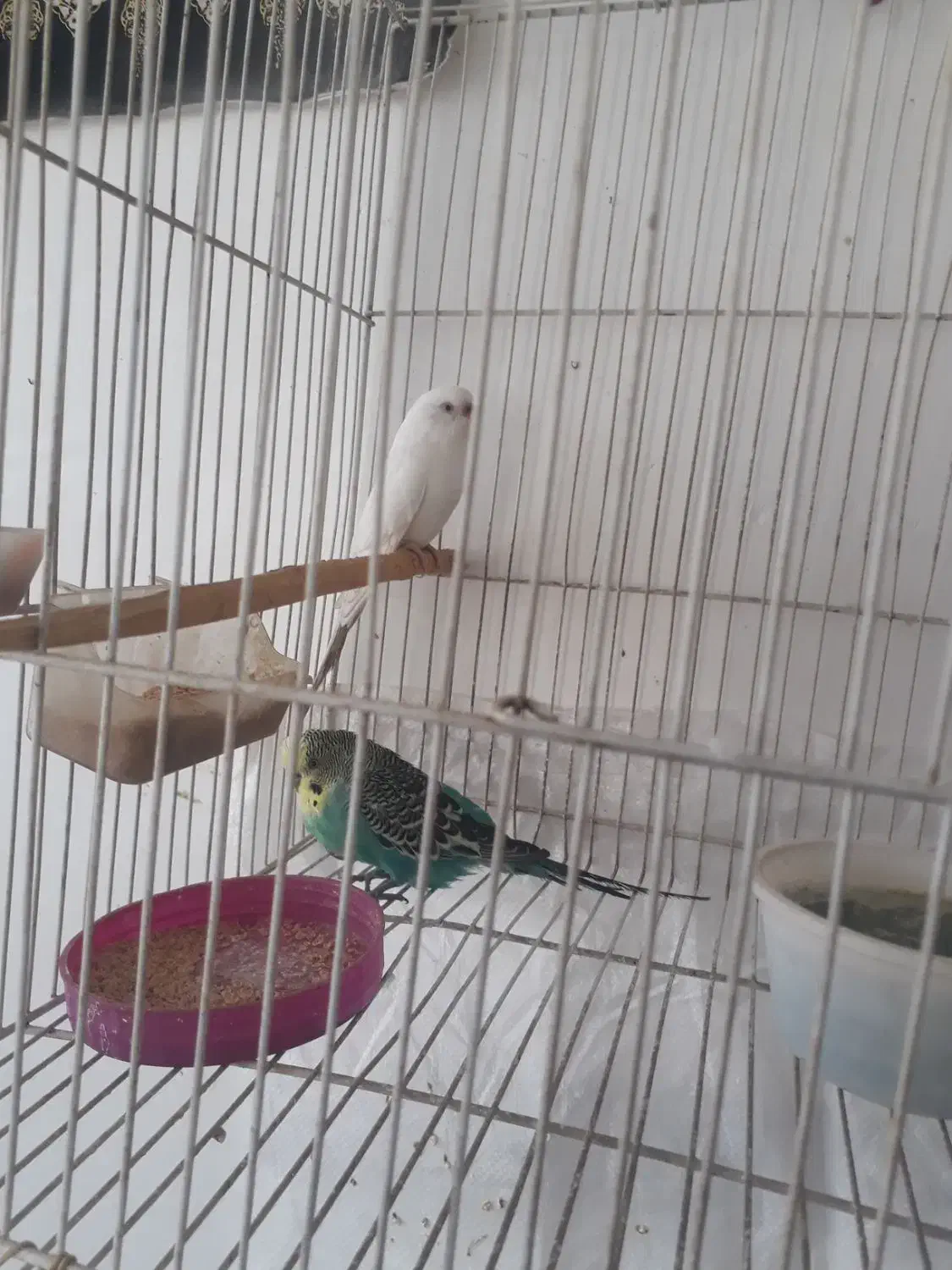 مرغ عشق|پرنده|بیرجند, |دیوار