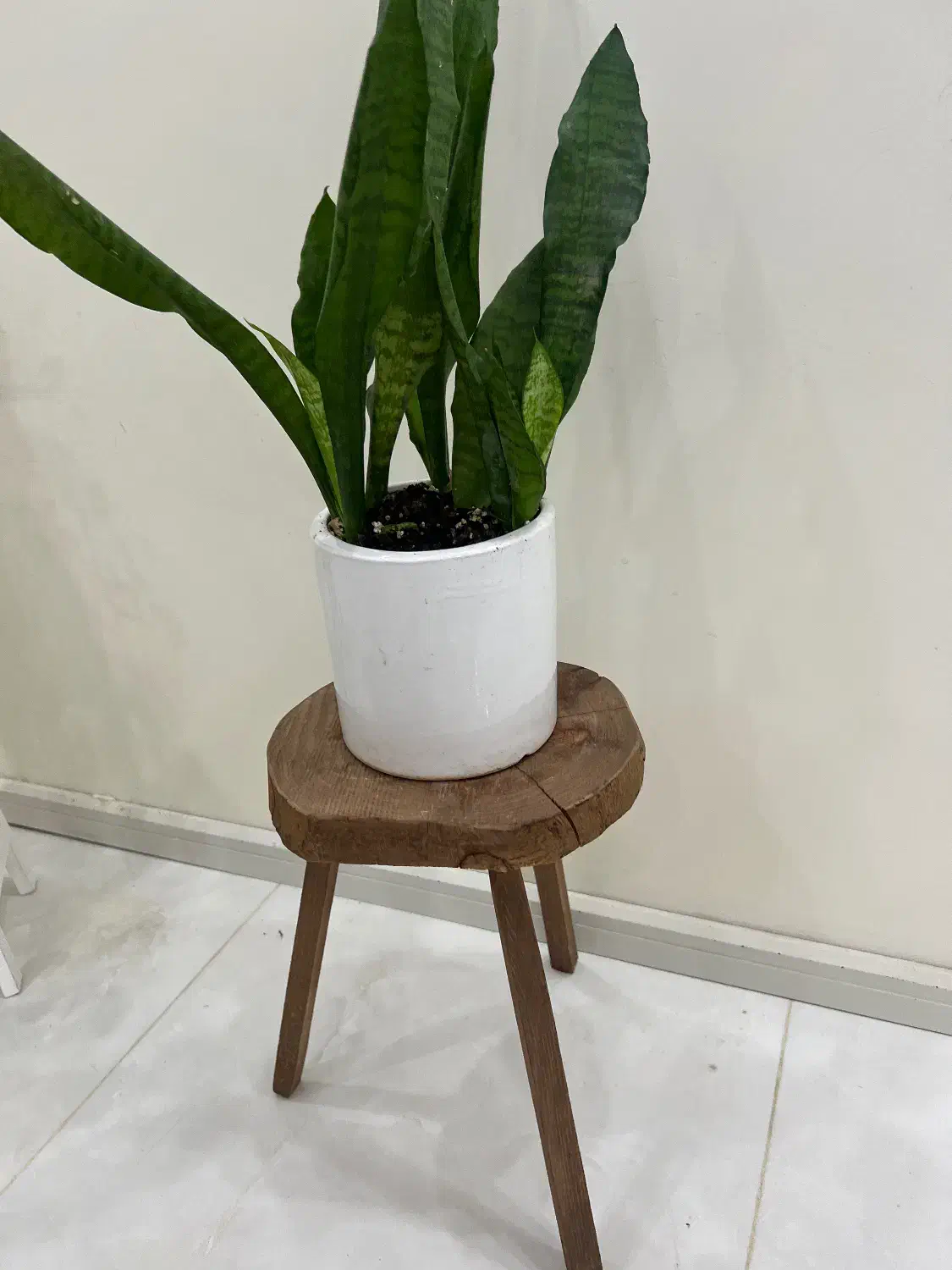 پایه ی چوب تنه درخت|صنایع دستی و سایر لوازم تزئینی|تهران, چهارصد دستگاه|دیوار