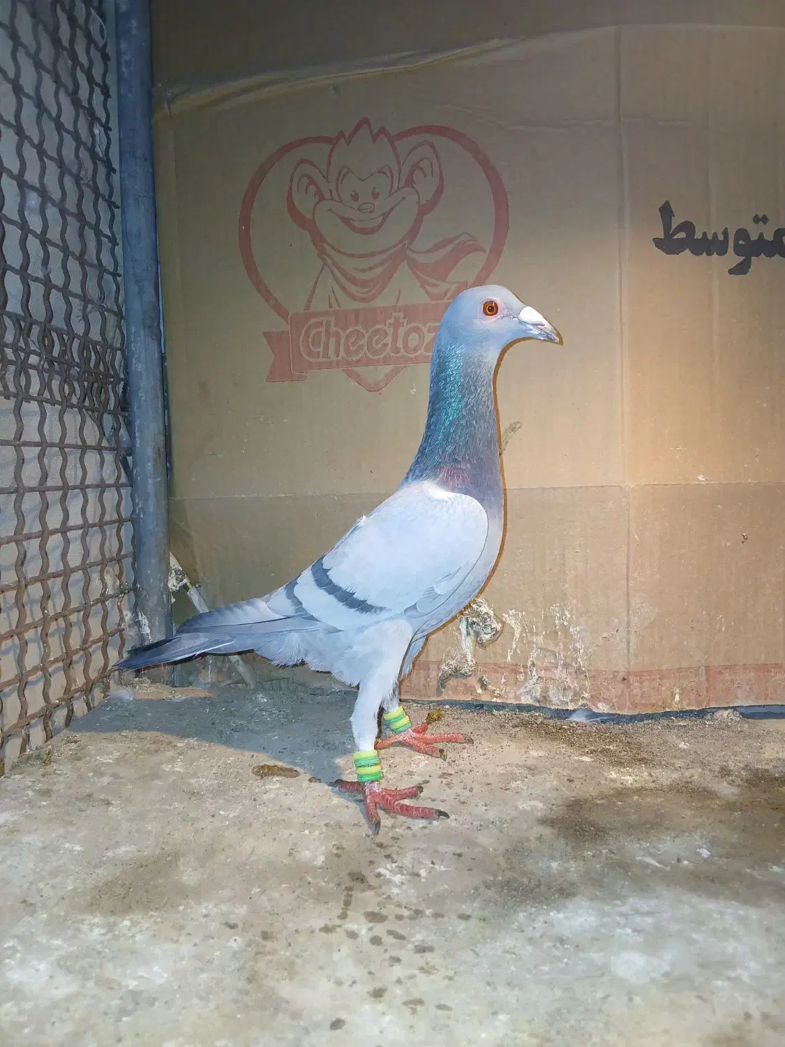 کبوتر|پرنده|مشهد, شیرحصار|دیوار