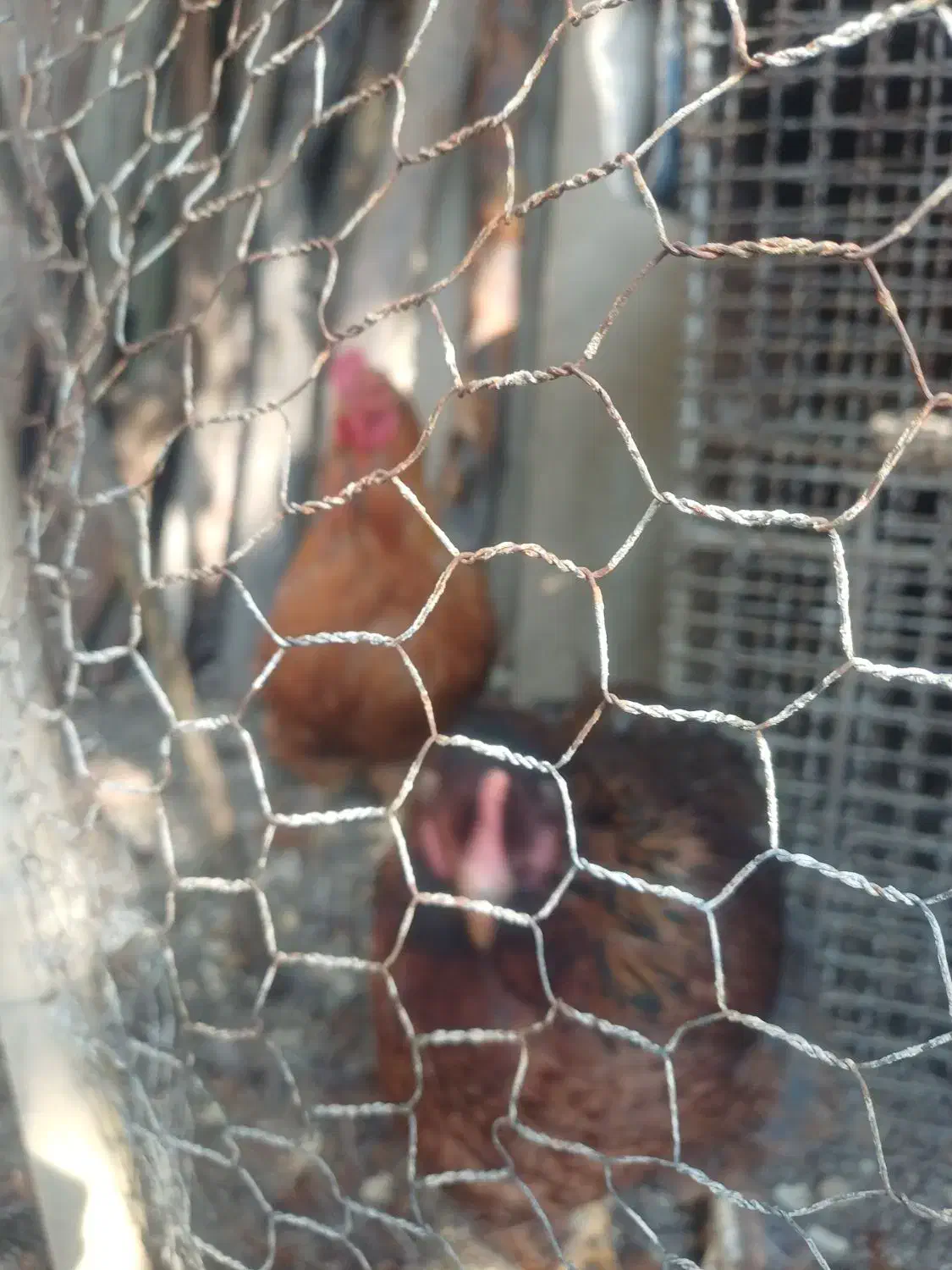 یک جفت مرغ وخروس امپراطور مرغ کرچ شو|حیوانات مزرعه|کوهسار (البرز), |دیوار