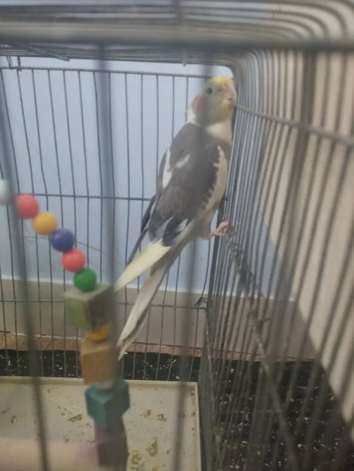 عروس هلندی|پرنده|خرمدره, |دیوار