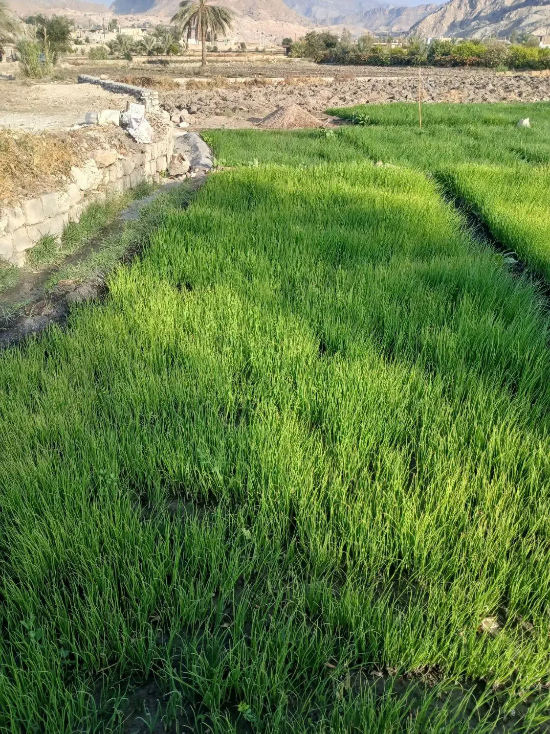 فروش تیم پیاز|گل و گیاه طبیعی|لنده, |دیوار