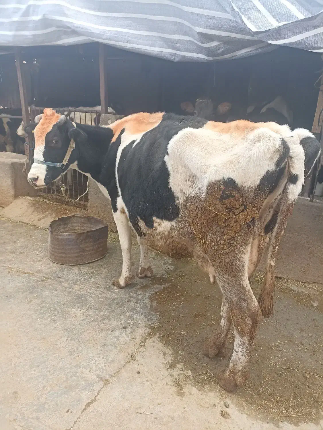 گاو|حیوانات مزرعه|خرمآباد, |دیوار