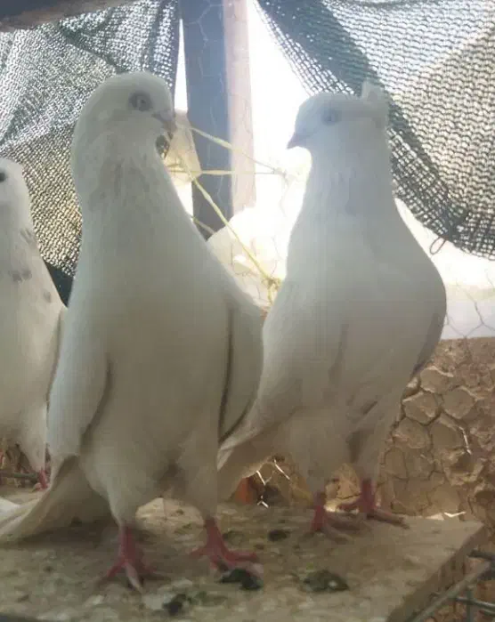 کبوتر سفید آنتیک|پرنده|ایرانشهر, |دیوار