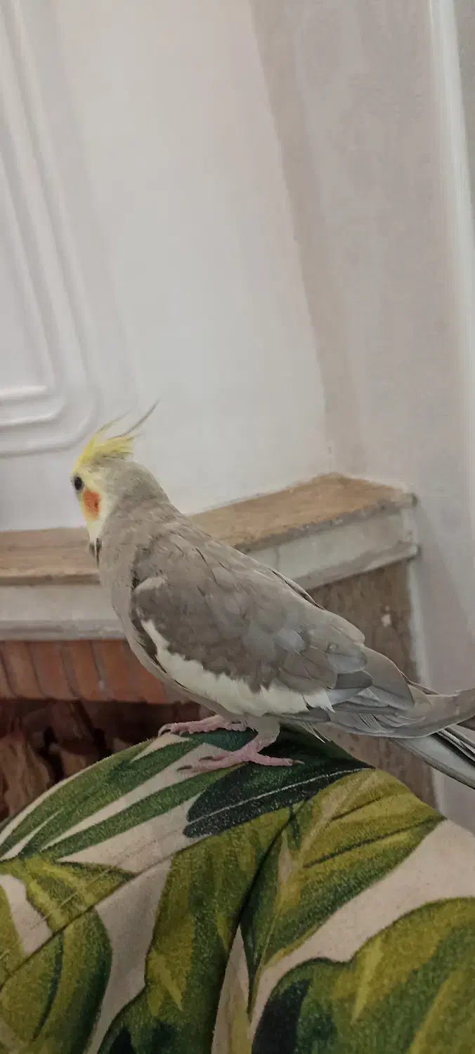 طوطی عروس هلندی|پرنده|رشت, نیکمرام|دیوار