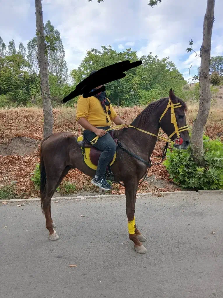 اسب دره شور فروشی|اسب و تجهیزات اسب‌سواری|فیرورق, |دیوار