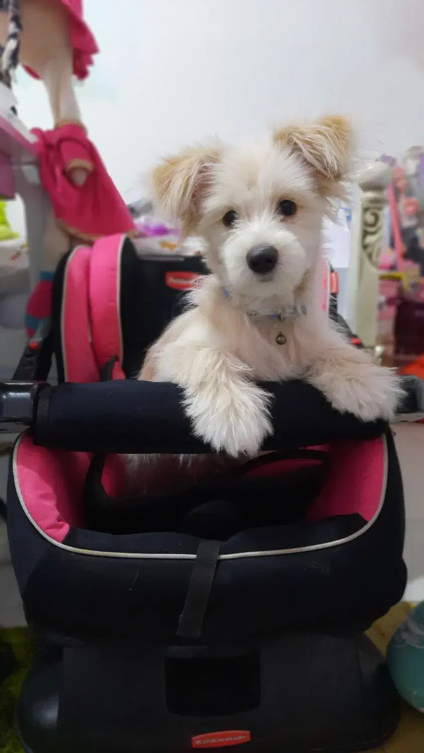 واگذاری سگ ۸ ماهه نژاد میکس تریر|سگ|اصفهان, کوی شهید کشوری|دیوار