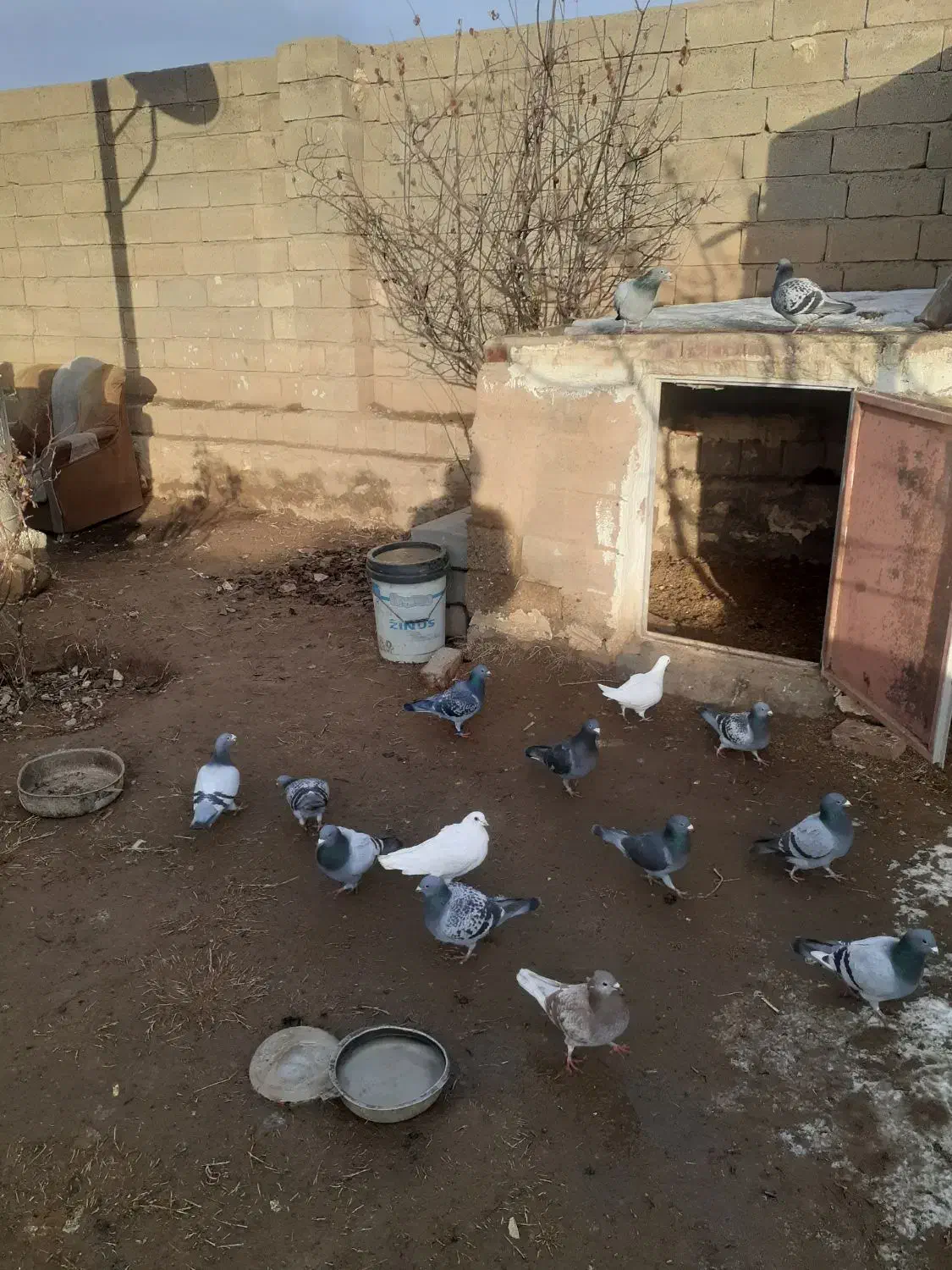 کبوتر پلاکی|پرنده|چهاربرج, |دیوار