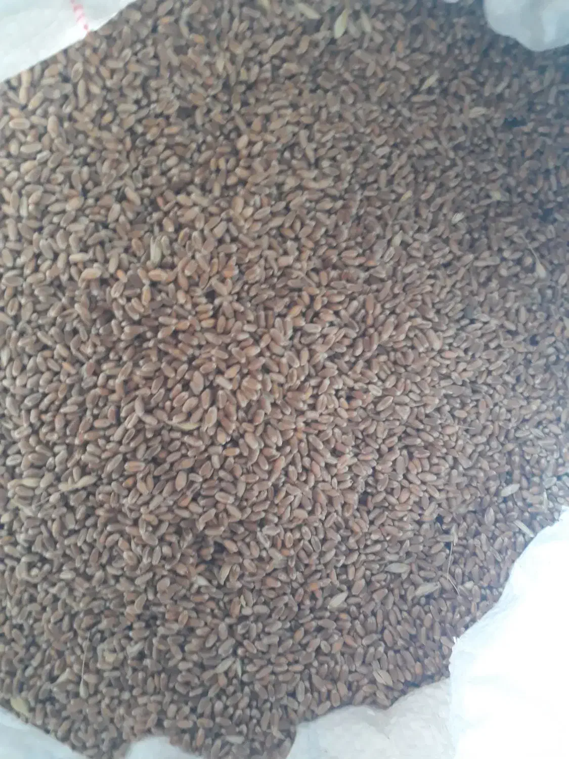 بذر گندم باسبلو|خدمات باغبانی و درختکاری|پارسآباد, |دیوار